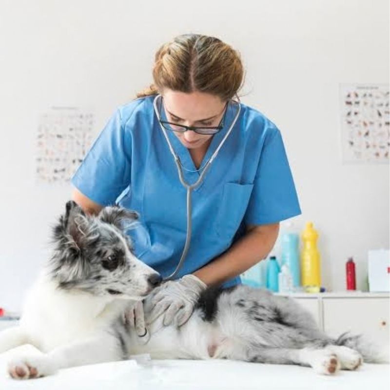 Pet Care